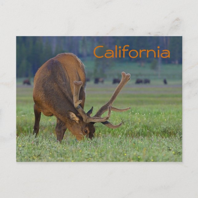 Postal de alce de California (Anverso)