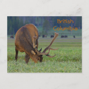 Postal de alce de Columbia Británica