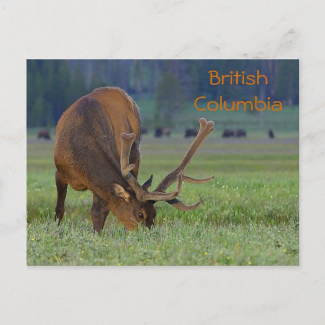 Postal de alce de Columbia Británica (Anverso)