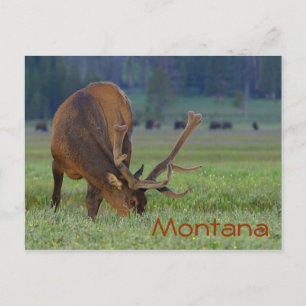 Postal de alce de Montana