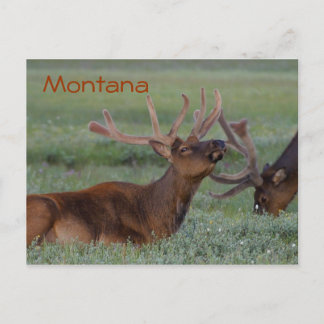 Postal de alce de Montana