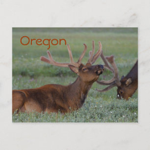 Postal de alce de Oregon
