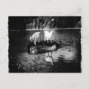 Postal de alimentación de cabra