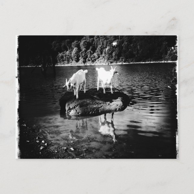 Postal de alimentación de cabra (Anverso)