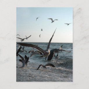 Postal de alimentación frenética