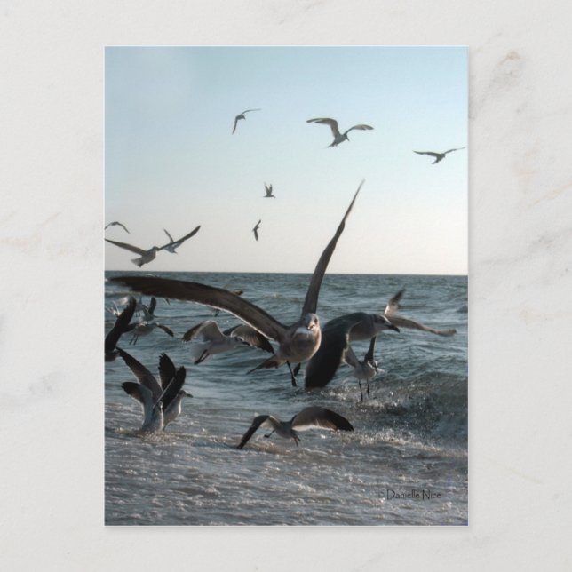 Postal de alimentación frenética (Anverso)