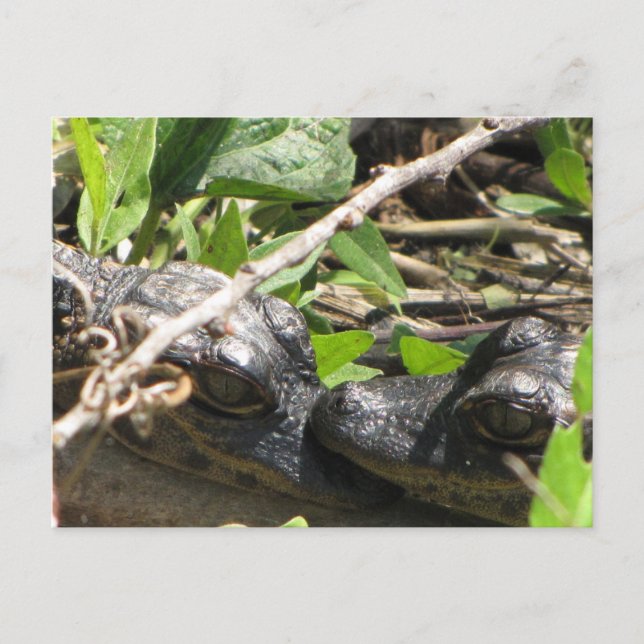Postal de Alligator Babies (Anverso)