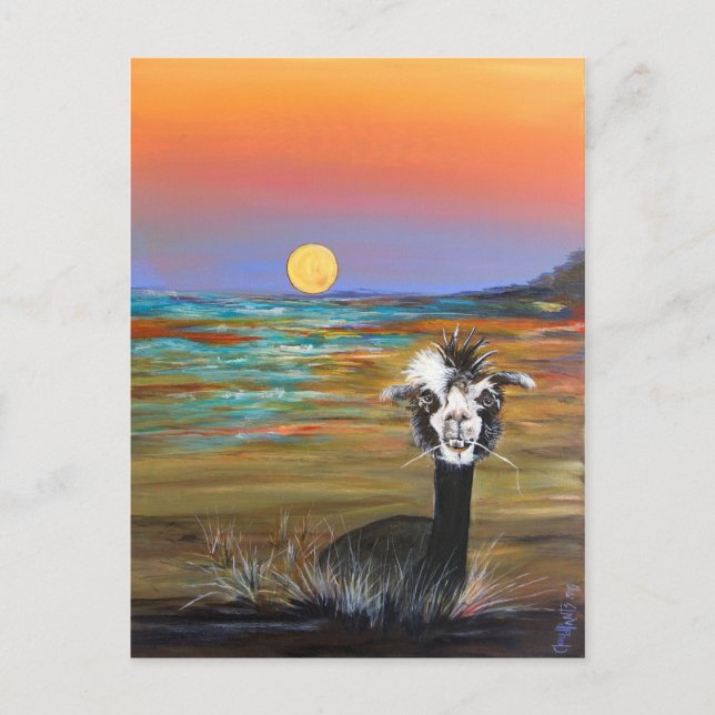 Postal de Alpaca - Vincent (Anverso)