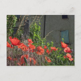 Postal de amapola