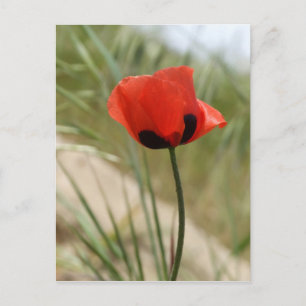 Postal de amapola