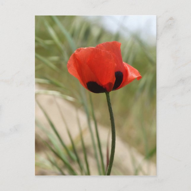 Postal de amapola (Anverso)