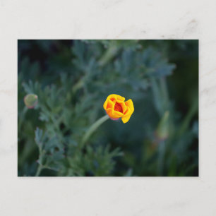 Postal de amapola soñadora de California
