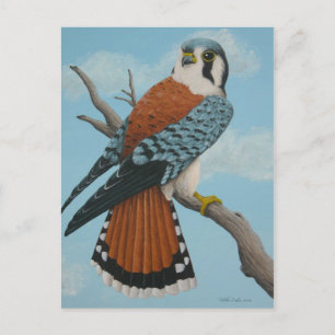 postal de American Kestrel