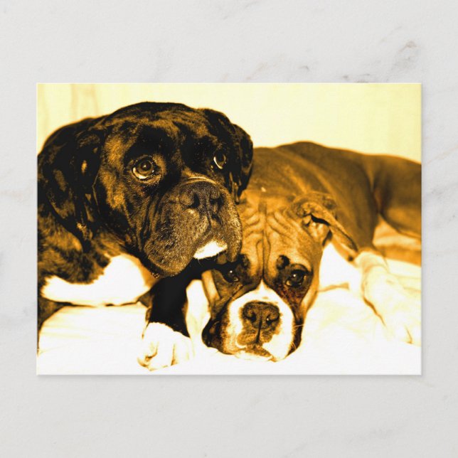 Postal de amigos de Boxer (Anverso)