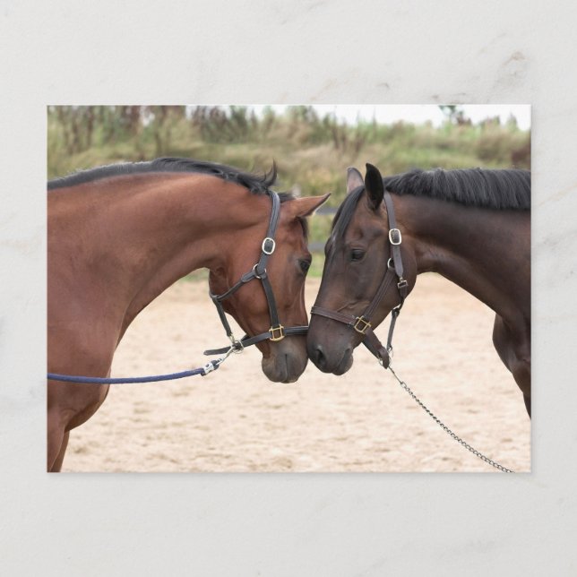 postal de amor de caballo (Anverso)