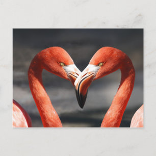 Postal de amor Flamingo Rosa
