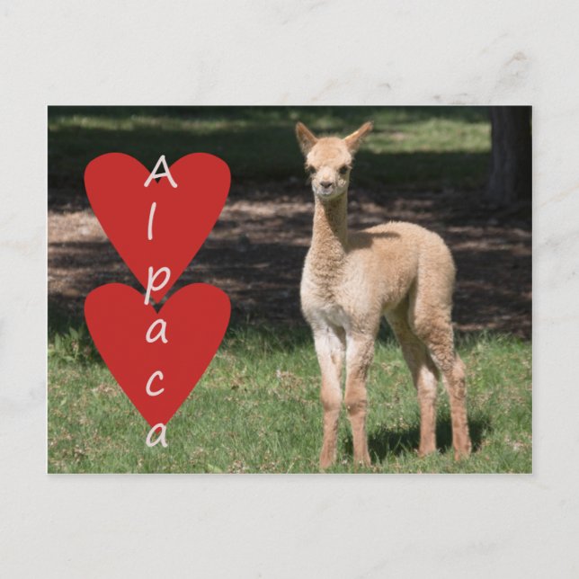 Postal de amor para el bebé alpaca (Anverso)