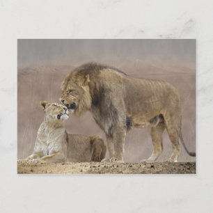 Postal de amor para los leones