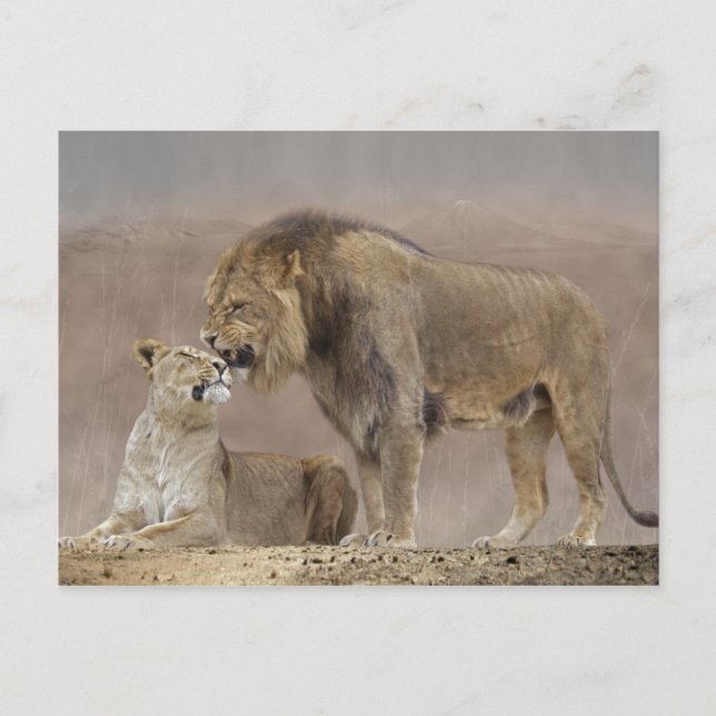 Postal de amor para los leones (Anverso)