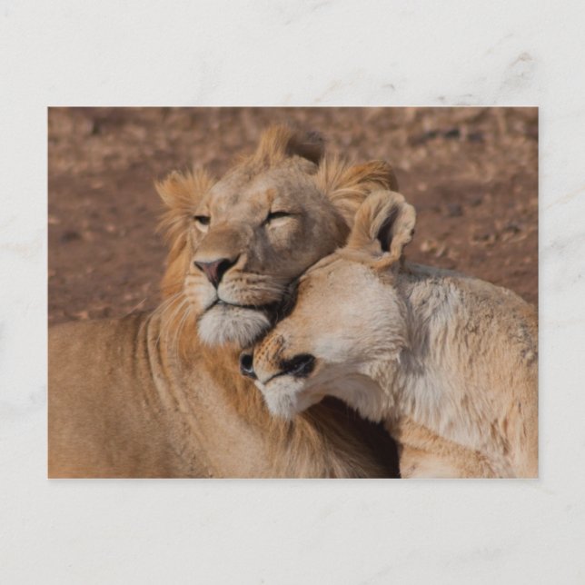Postal de amor para los leones (Anverso)