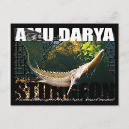 Postal de Amu Darya Sturgeon