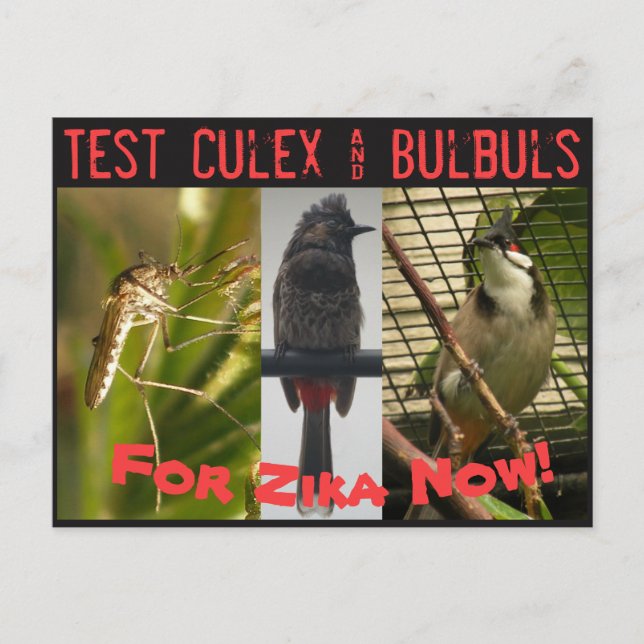 Postal de análisis de Culex y Bulbuls de RoseWrite (Anverso)