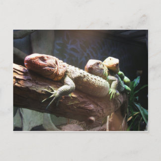 Postal de anclaje de Lizards