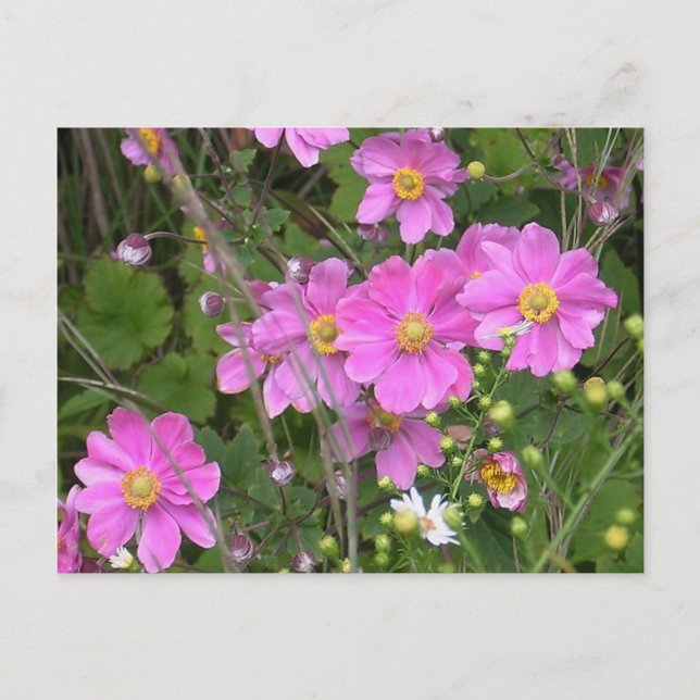Postal de Anemones (Anverso)