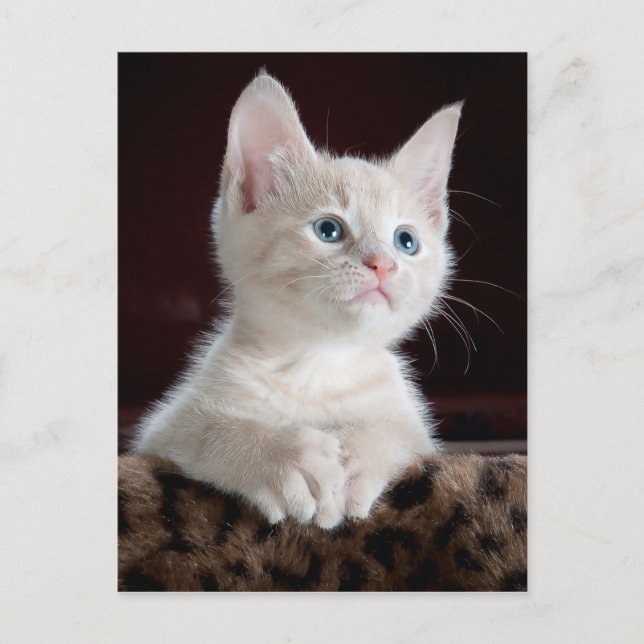 postal de angel kitten (Anverso)