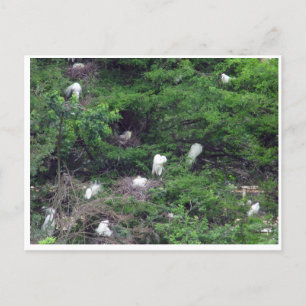 Postal de anidación de grandes aletas blancas