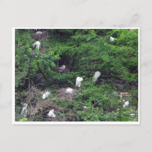 Postal de anidación de grandes aletas blancas (Anverso)