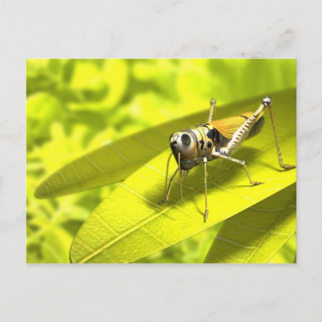 Postal de animales 34 (Anverso)