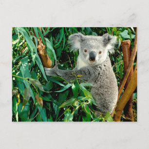 Postal de animales 38