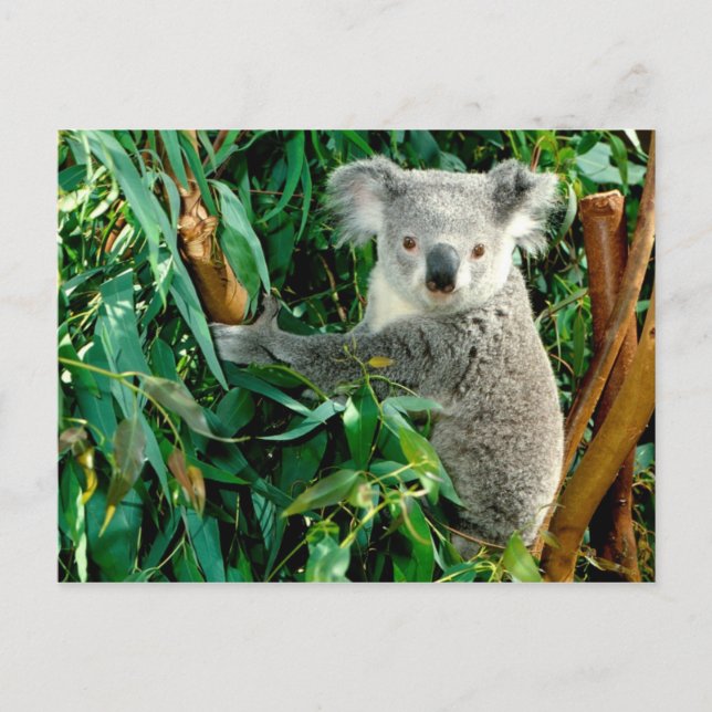 Postal de animales 38 (Anverso)