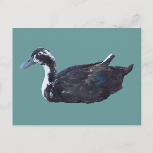 Postal de animales de granja de pato negro (Anverso)
