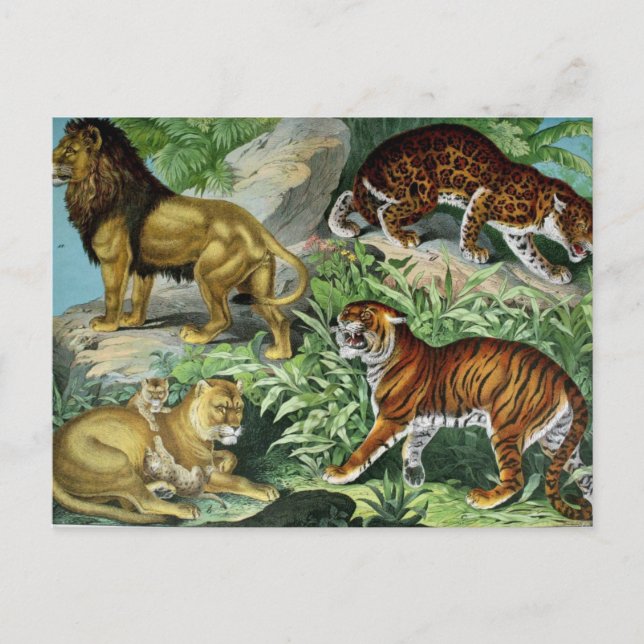Postal de animales de la especie Leopardo del tigr (Anverso)