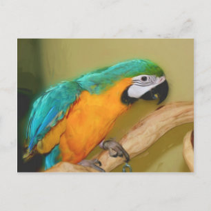 Postal de animales pintados de loro azul