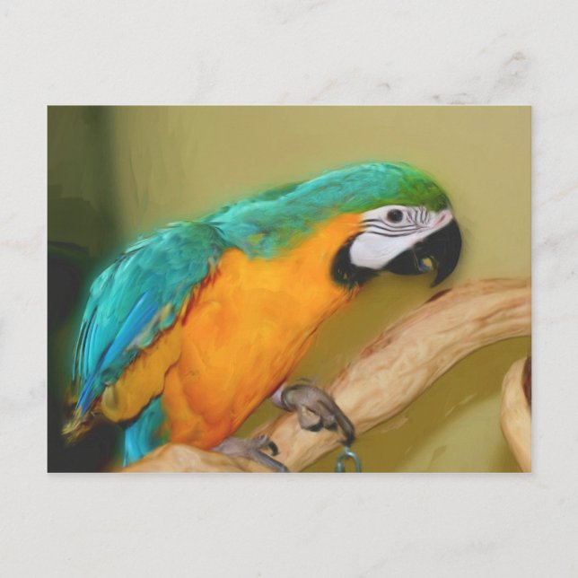 Postal de animales pintados de loro azul (Anverso)