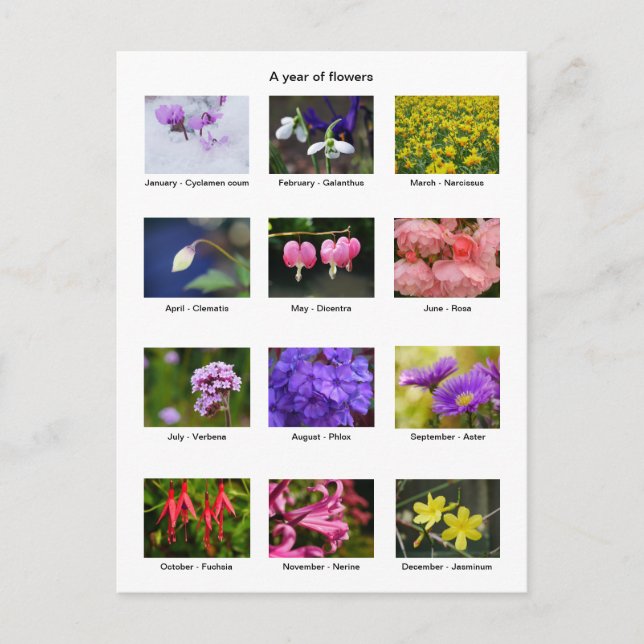 Postal de año de flor (Anverso)