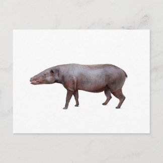 Postal de Antracotherium ("Bestia de Carbón"), bla