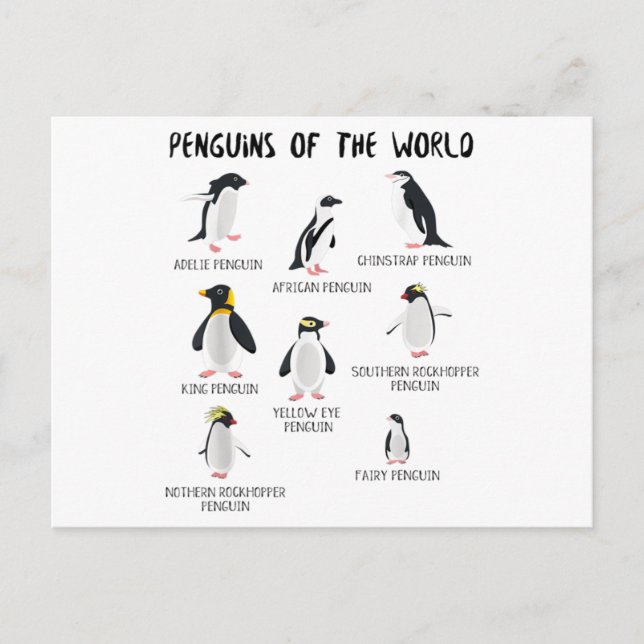 Postal De Anuncios 8 Pingüinos más raros del mundo - Animales diverti (Anverso)