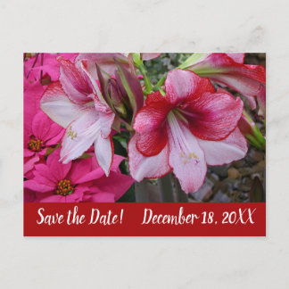 Postal De Anuncios Amaryllis y Poinsettias Guardar la Fecha