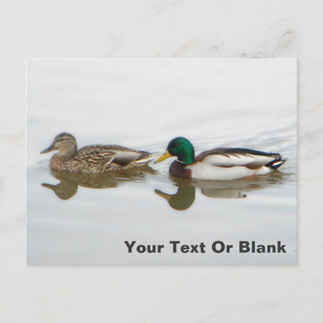 Postal De Anuncios Ánade real (Anverso)