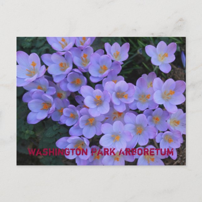 Postal De Anuncios Arboreto del Parque Washington (Anverso)