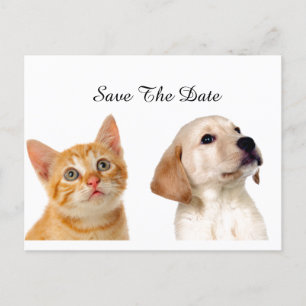 Postal De Anuncios Bello Cachorro y Gato