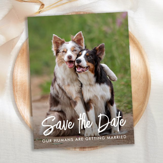 Postal De Anuncios Boda de Perro Mascota Personalizado Foto Guardar l (Subido por el creador)
