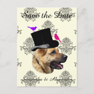 Postal De Anuncios Boda divertida perro del novio salvar la fecha
