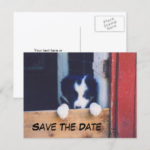 Postal De Anuncios Border Collie Perro Save The Date