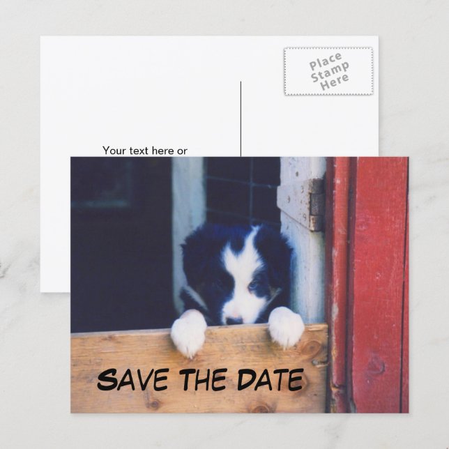 Postal De Anuncios Border Collie Perro Save The Date (Anverso / Reverso)