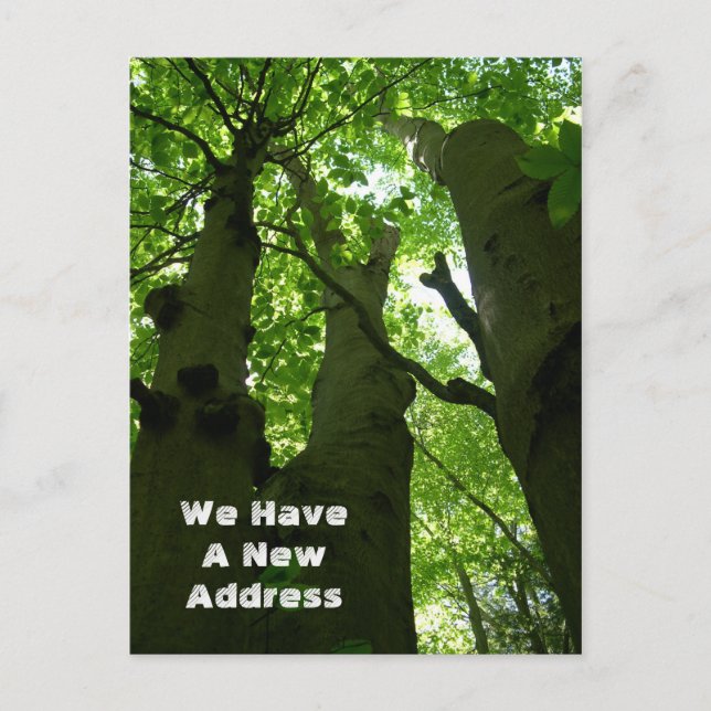 Postal De Anuncios Bosque de Verano de los Grandes Beis (Anverso)